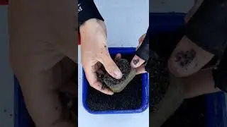 как подготовить Флэт фидер. #рыбалка #флэтфидер #feederfishing