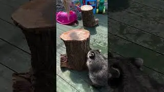 Пенек пропал... 