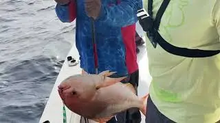 Fishing in 130 meters deep in Khor Fakkan, UAE! Tuna, Grouper, Red Snapper, Barracuda, and more!