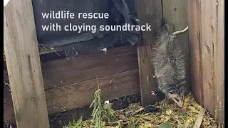 Wildlife Rescue - Unsticking a Possum with Cloying Soundtrack