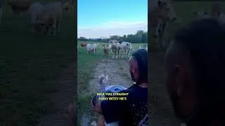 Cows Greet Alien Life - Ozzy Man Quickies