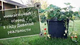 A BEAUTIFUL mini VEGETABLE GARDEN in the garden of the NINTH reality🥒🌶🍅