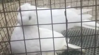 Благодарненские голуби!!!