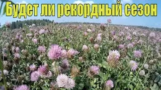 Будет ли поставлен новый рекорд по медосбору? Кочевка на красный клевер и люцерну