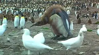 Penguin Chick, Egg, and Sheathbills