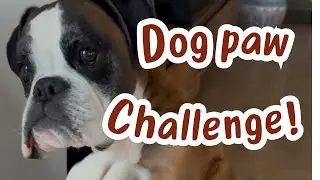 Seeing how many times our dogs will do the same trick 🤭