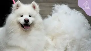WOW! The Most Satisfying Transformation On A Stray Samoyed Dog | Furnado WARNING