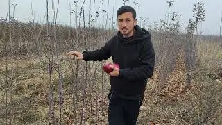 KREPSON OLMA KO'CHATLARI SOTUVDA ZAKAS BERISH MUMKIN FARGʻONA QUVADA+998770086100