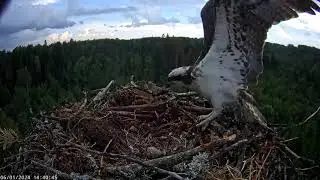 Strong wind and rain over the nest of Iiris and M1. 01-06-2024.