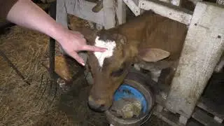 Measuring calves/Feeding/How much more milk should they drink?!