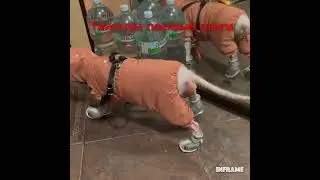 Ляля 2