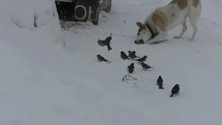 Зима в деревне