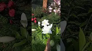 Белая, махровая лилия ОТ- гибрид Близзард.