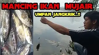 Mancing ikan mujair pake umpan jangkrik, spot area wisata situ gede