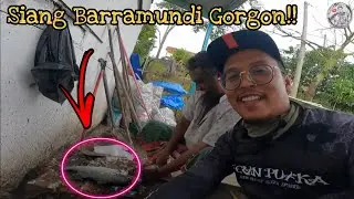 Siakap Barramundi Kaci Kebuluran (||EP052)