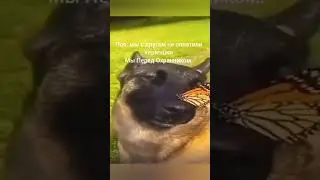 собака с бабочкой на носу💖 #мем #бабочка #shorts #собака