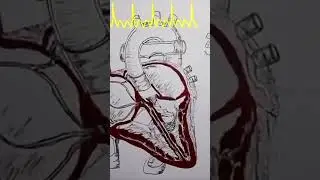 Sinus Cardiac Rhythm | Atrial Flutter | Atrial Fibrillation |Ventricular Fibrillation |