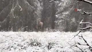 Bolu Ormanları Kızılgeyik Sesleriyle Yankılandı