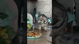 До конца умоляю 😂