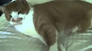 Fat cat productions