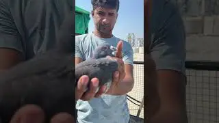 #black racer  # घर का पहला बच्चा #pigeon -1