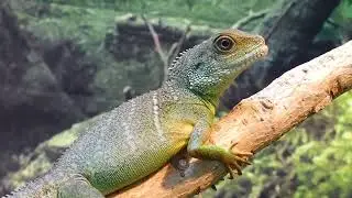 water dragon 🐉 lizard' Chinese
