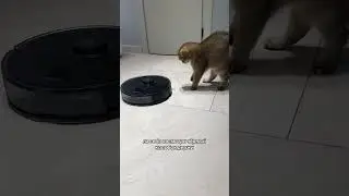 Война с зуделкой
