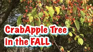 CrabApple Tree in the Fall | All Seasons USA #Shorts #YouTubeShorts