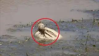 They saw a floating bag in the river. He was moving and making noises. The contents are SHOCKING!