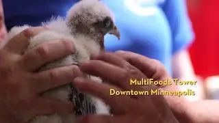 Banding Baby Peregrine Falcons in a Minneapolis Skyscraper