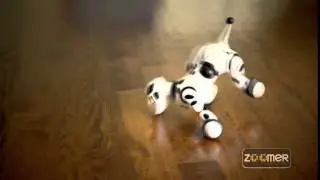 Zoomer Dalmatiër | Bart Smit