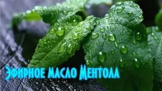Эфирное масло Ментола// Свойства эфирных масел// Масла для волос