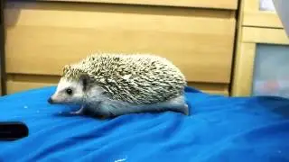 Hedgehog doesn't like bags!