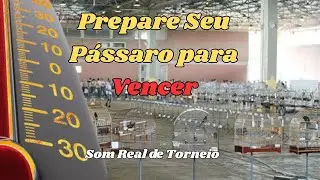 Som de Torneio, Treino para Preparar Seu Campeão