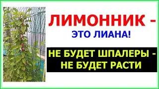 If the LEMONVILLA doesn't grow, don't forget that it's a VINE. Make a trellis!