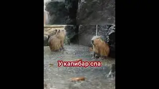 У капибар спа #capybara