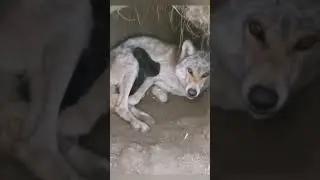 Логово