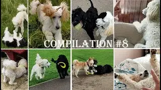 FIDO'S COMPILATION #8 | 6 months old poodle | Life of pet Fido