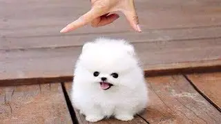 10 Miniature Dog Breeds You Won't Believe Actually Exist