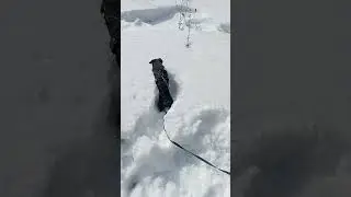 Кай купается в снегу❄. Рыбалка охота ягдтерьер🦡