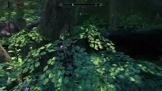 Skyrim Dense Forests 250+ Mods WIP
