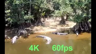 Dozens of Gators deep in the Florida Everglades, hundreds of birds too, 4K 60fps