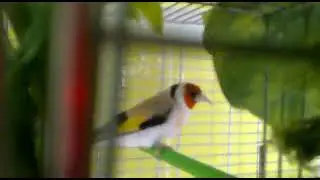 Goldfinch Breeding