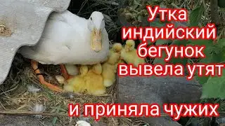 Утка индийский бегунок вывела утят и приняла чужих.