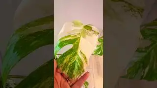 💚💚💚Новый лист Монстеры Альба😍💚💚💚 #plants #растения #monsteraalbo #монстераальба #монстера