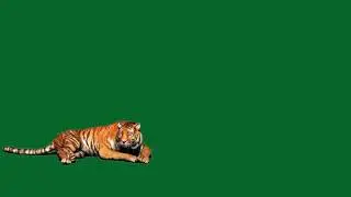 Tiger green screen iMovie 2021 | green screen status Tiger no copyright 2021 | Green Screen iMovie