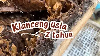 Lebah Klanceng Usia 2 Tahun
