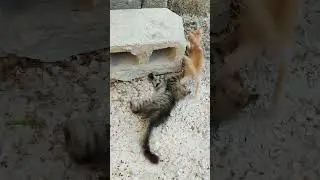 Kittens being kittens for 16 seconds