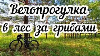 Велопрогулка в лес за грибами 🍄‍🟫🚴🍂