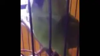 Попугай плачет как ребёнок 😍😆😆